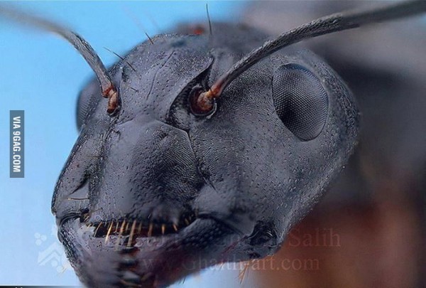ant head.jpg
